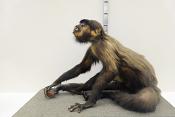 museo di zoologica bologna 8-2022 4531